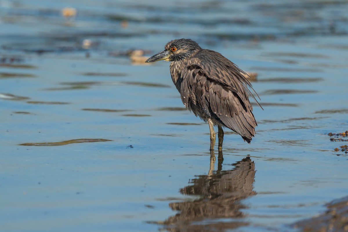 Yellow-crowned Night Heron - ML646615438
