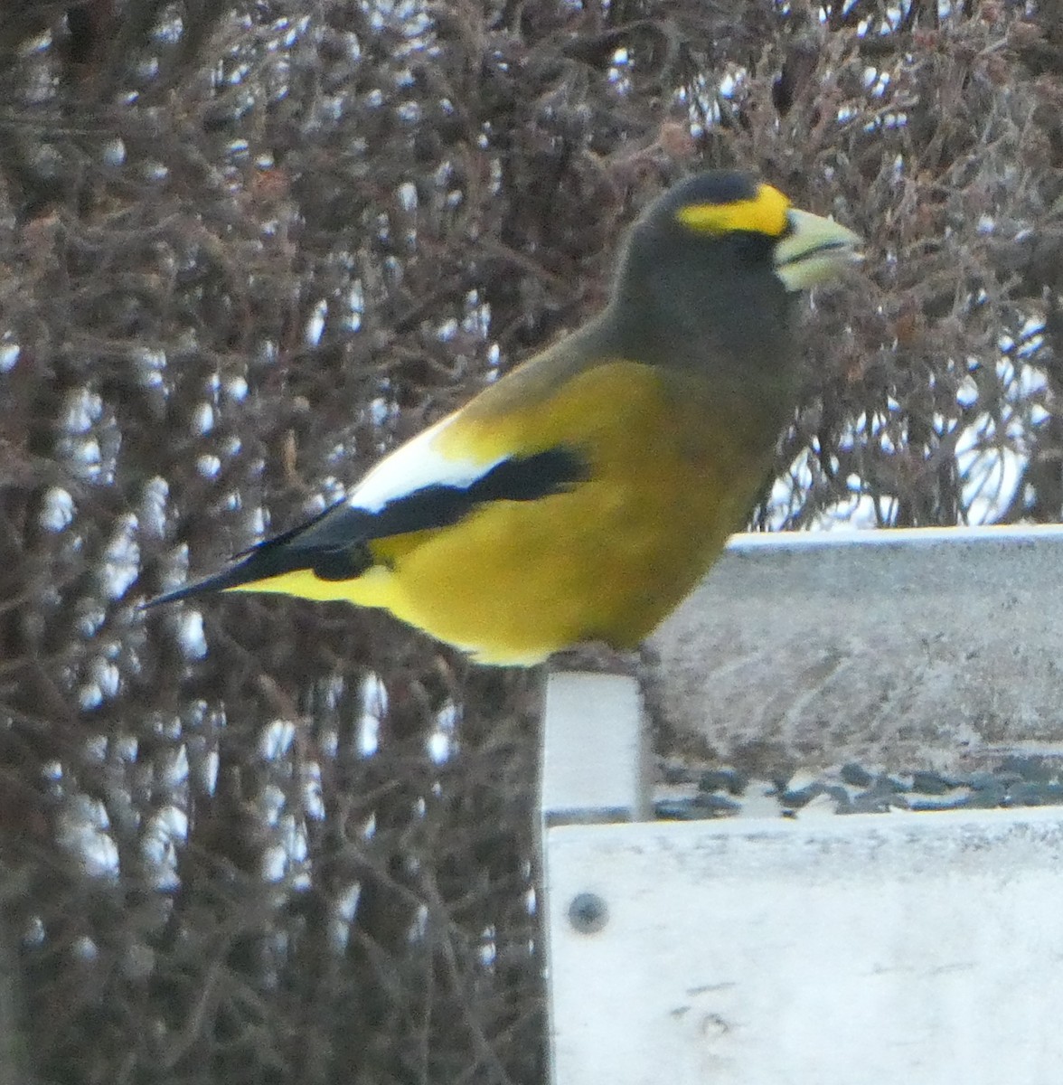 Evening Grosbeak - ML646615439