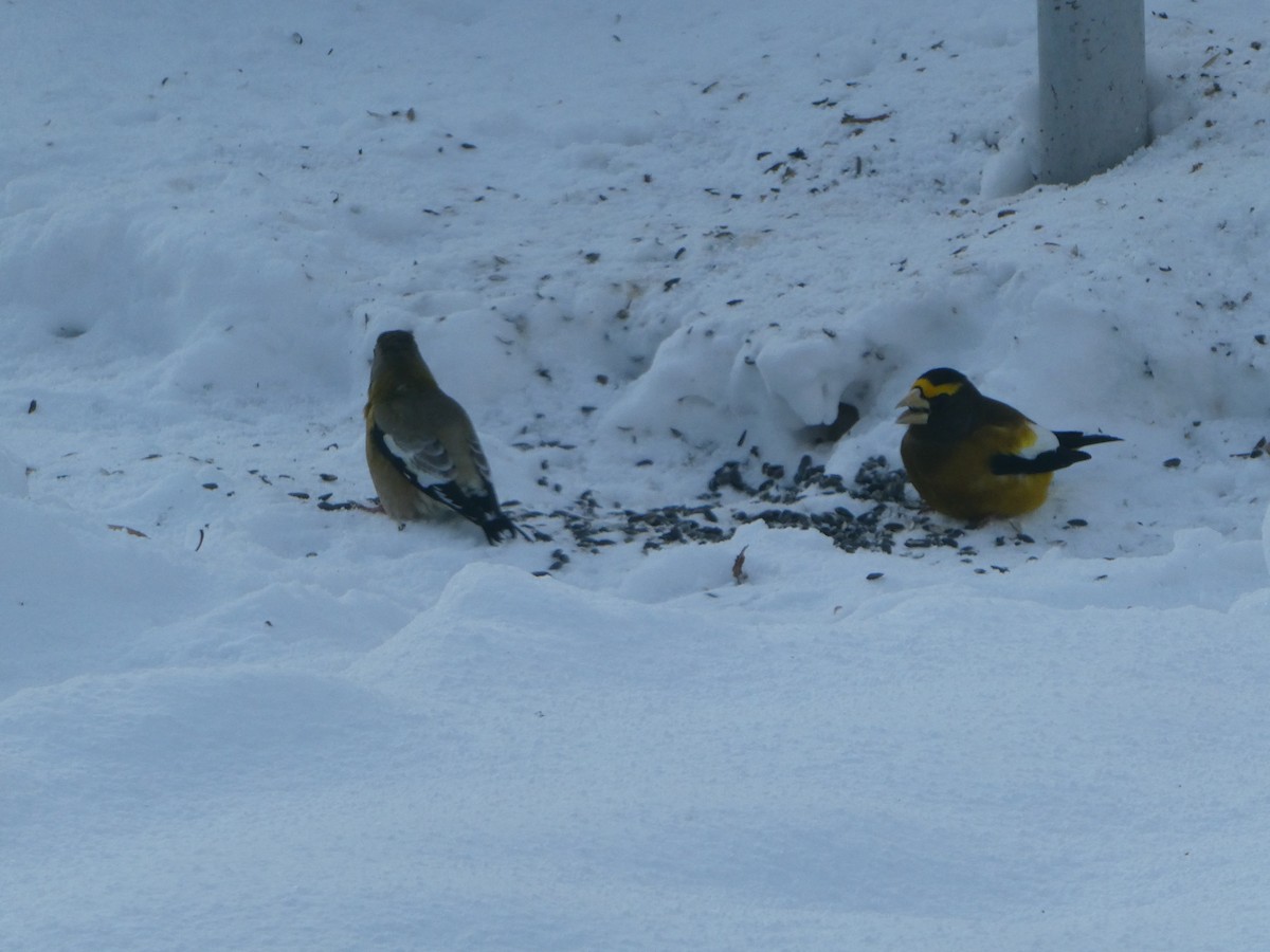 Evening Grosbeak - ML646615440