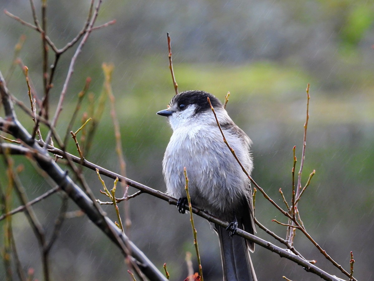 Кукша канадська - ML646615441