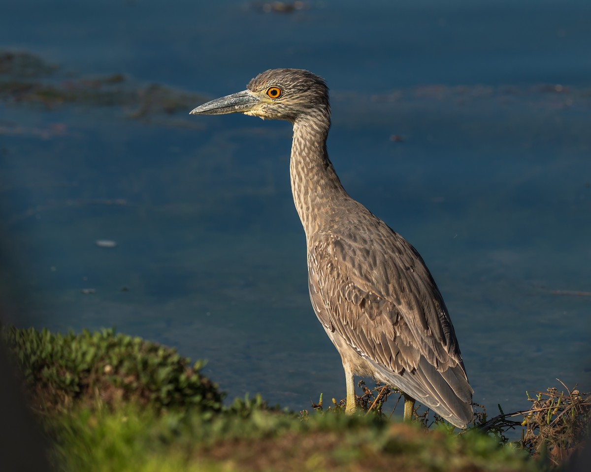 Yellow-crowned Night Heron - ML646615442