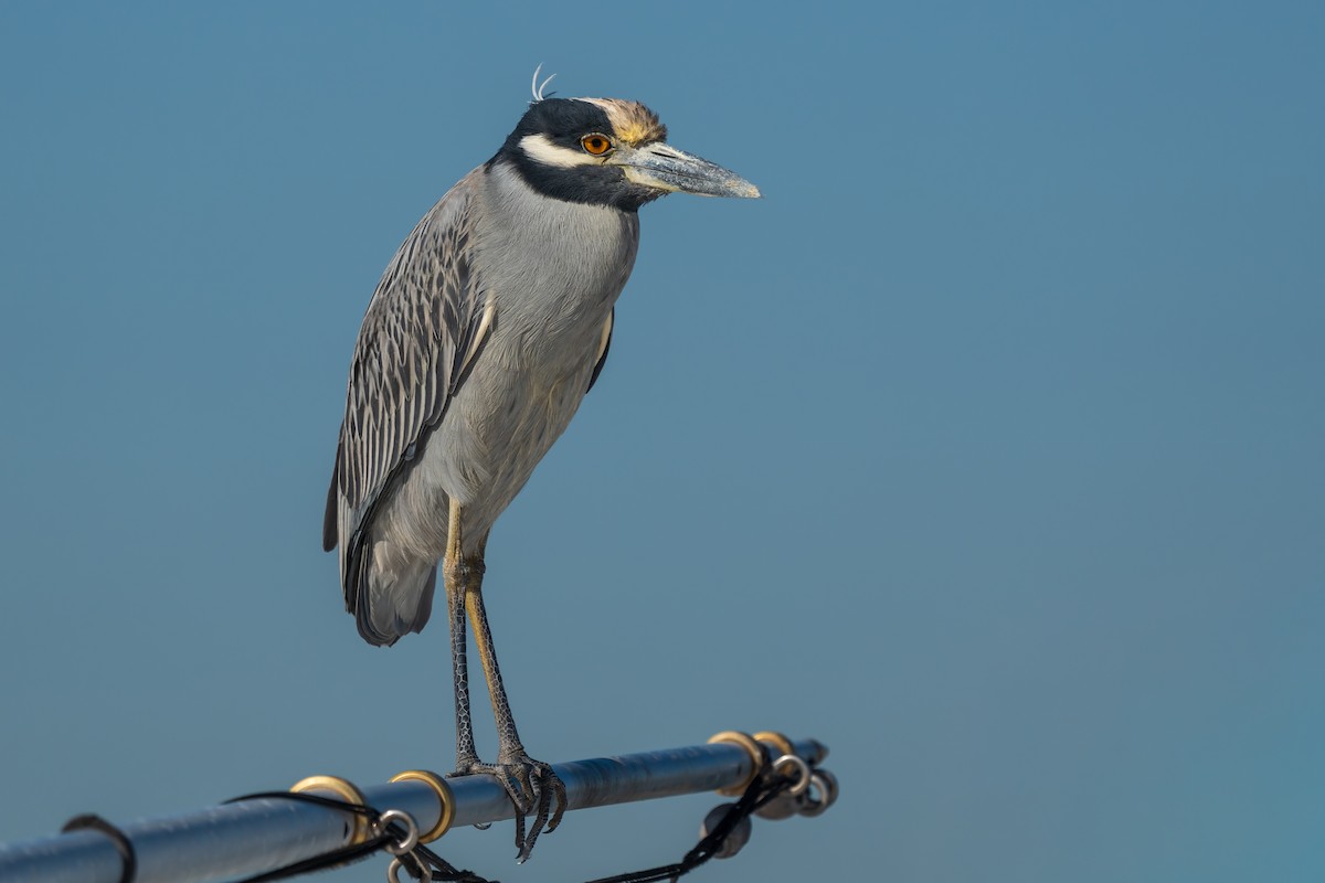 Yellow-crowned Night Heron - ML646615443
