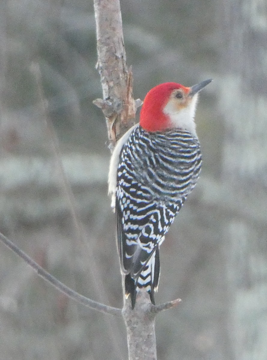 Carpintero de Carolina - ML646615445