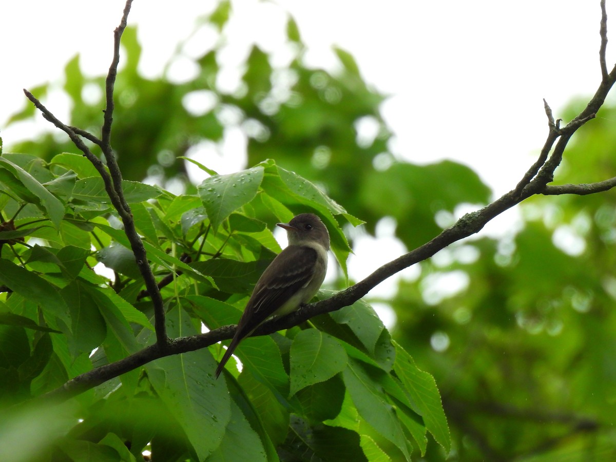 Eastern Wood-Pewee - ML646615446