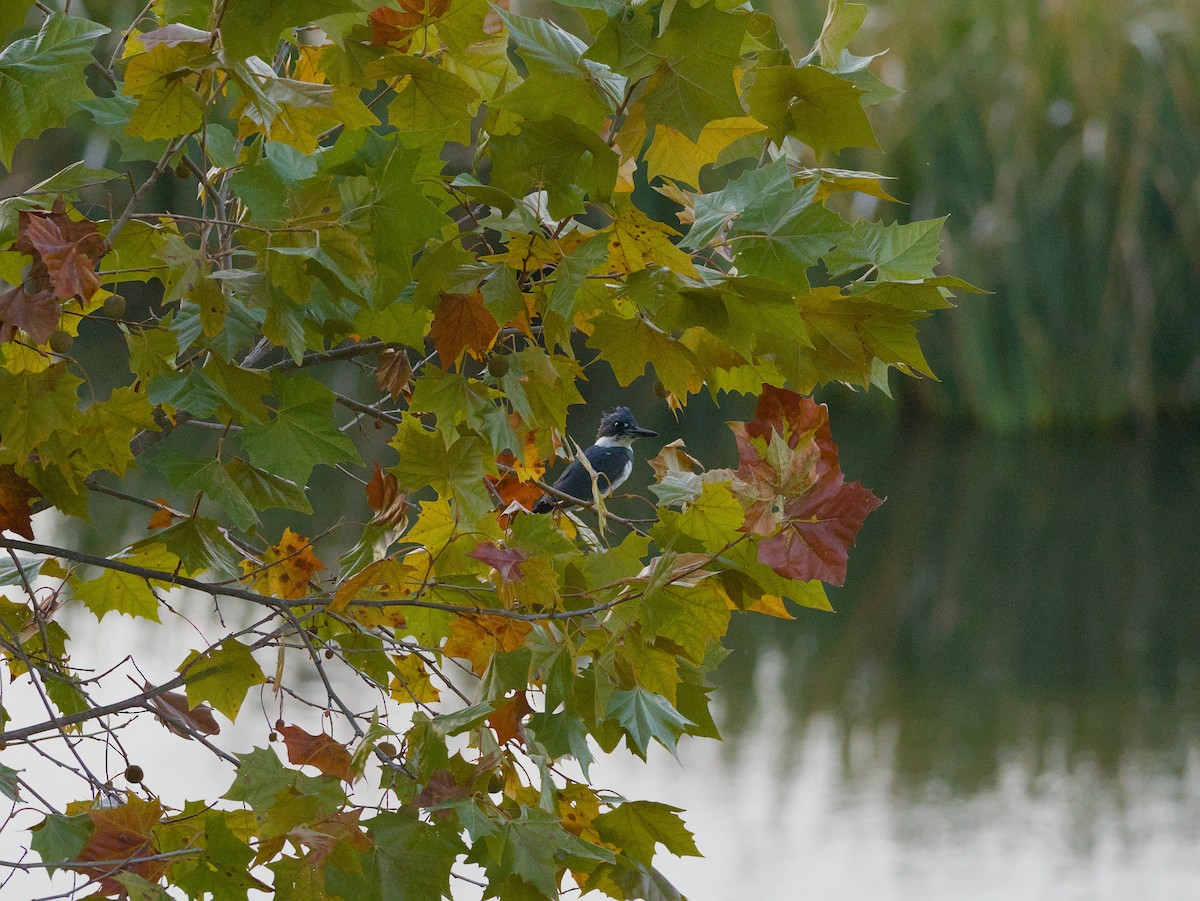 Belted Kingfisher - ML646615447