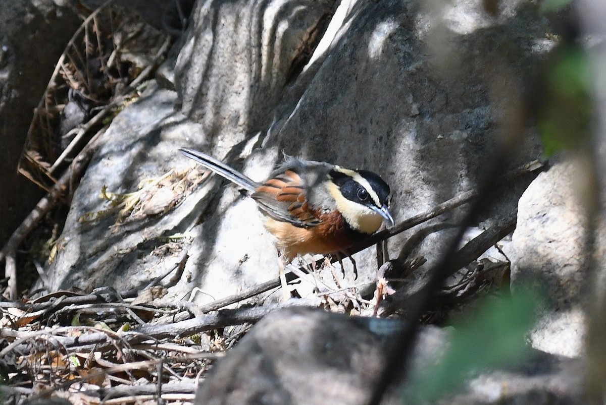 praktmånesmett - ML646615448