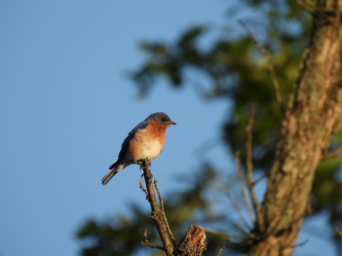 Блакитник східний - ML646615449