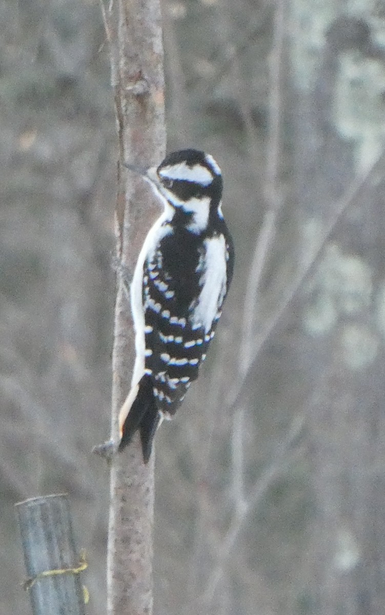 Hairy Woodpecker - ML646615450