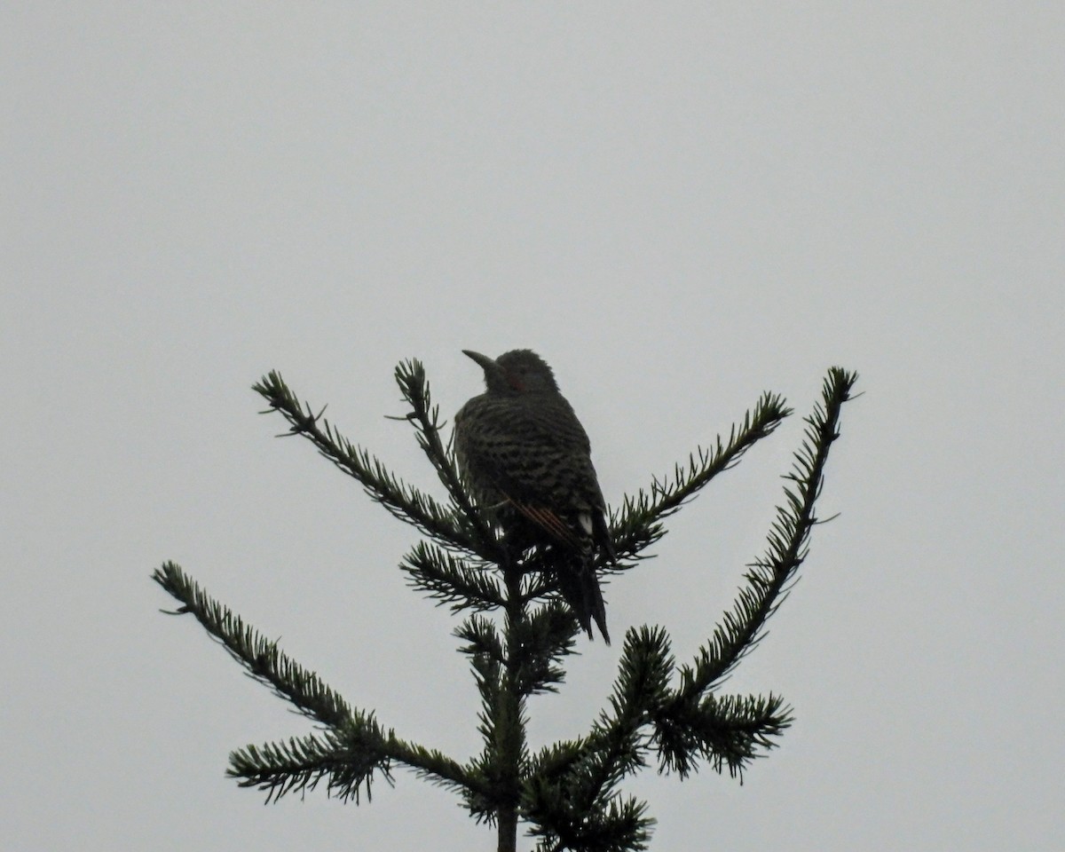 Декол золотистий - ML646615451