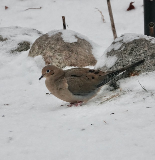 hrdlička karolínská - ML646615452