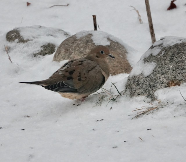 hrdlička karolínská - ML646615453