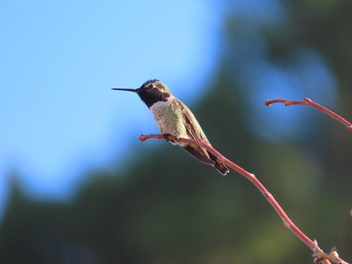 kalypta růžovohlavá - ML646615461