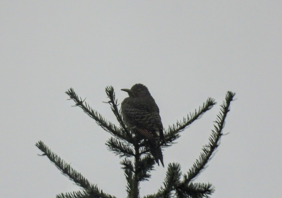 Декол золотистий - ML646615463