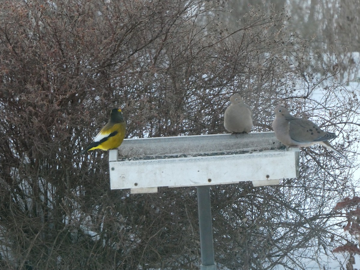 hrdlička karolínská - ML646615465