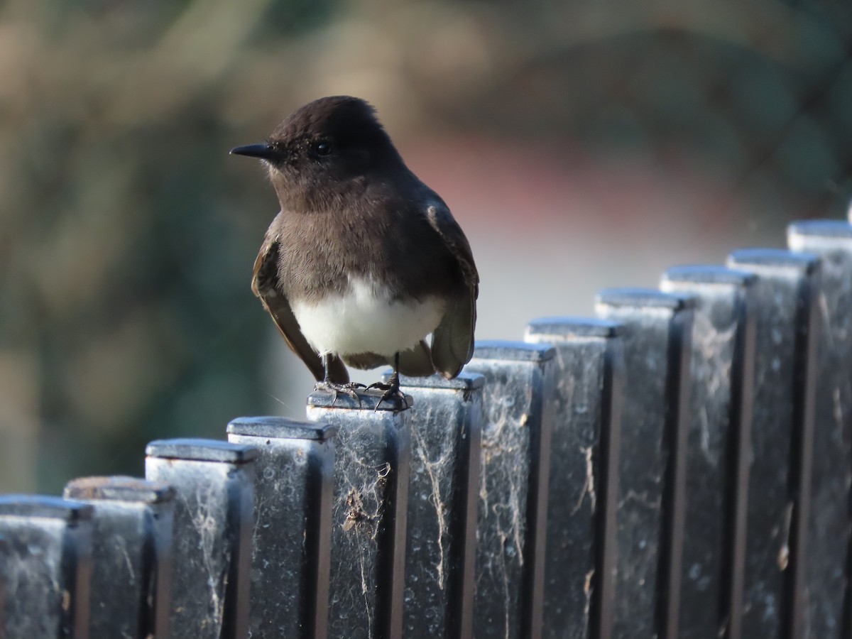Black Phoebe - ML646615468