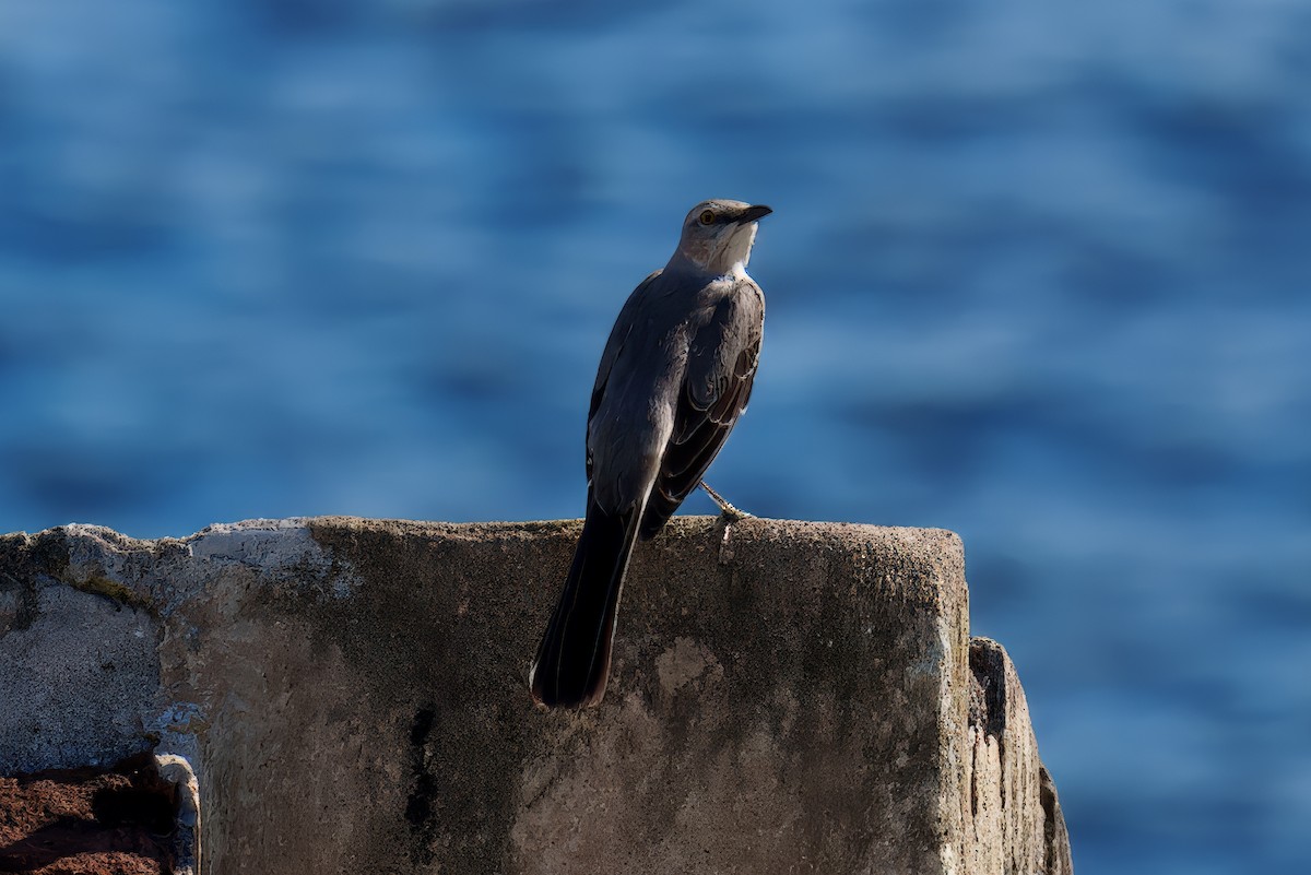 Northern Mockingbird - ML646615469