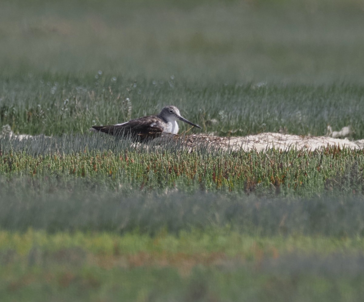 Common Greenshank - ML646615470