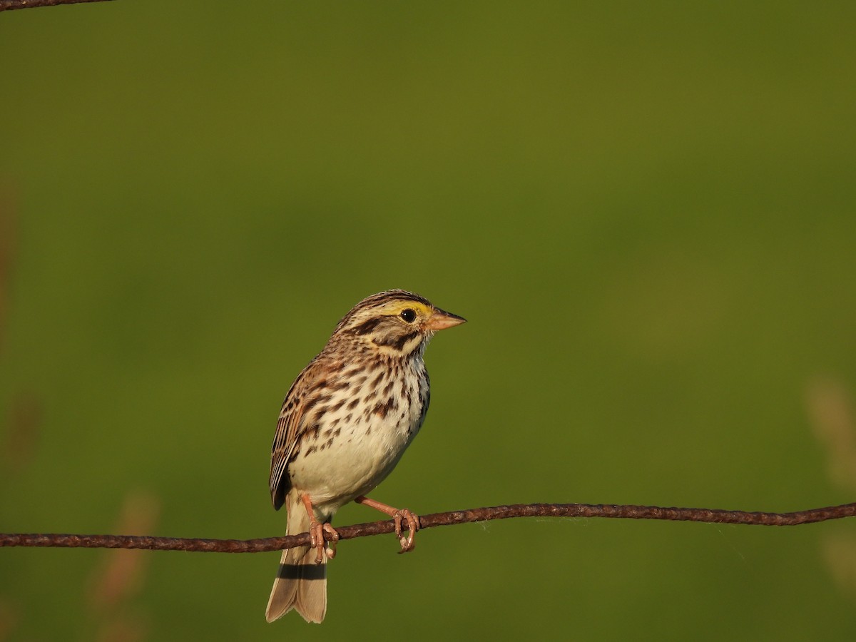 Savannah Sparrow - ML646615471