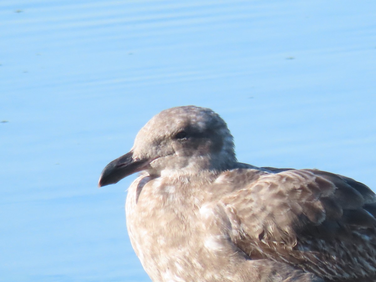 kaliforniasvartbak - ML646615472