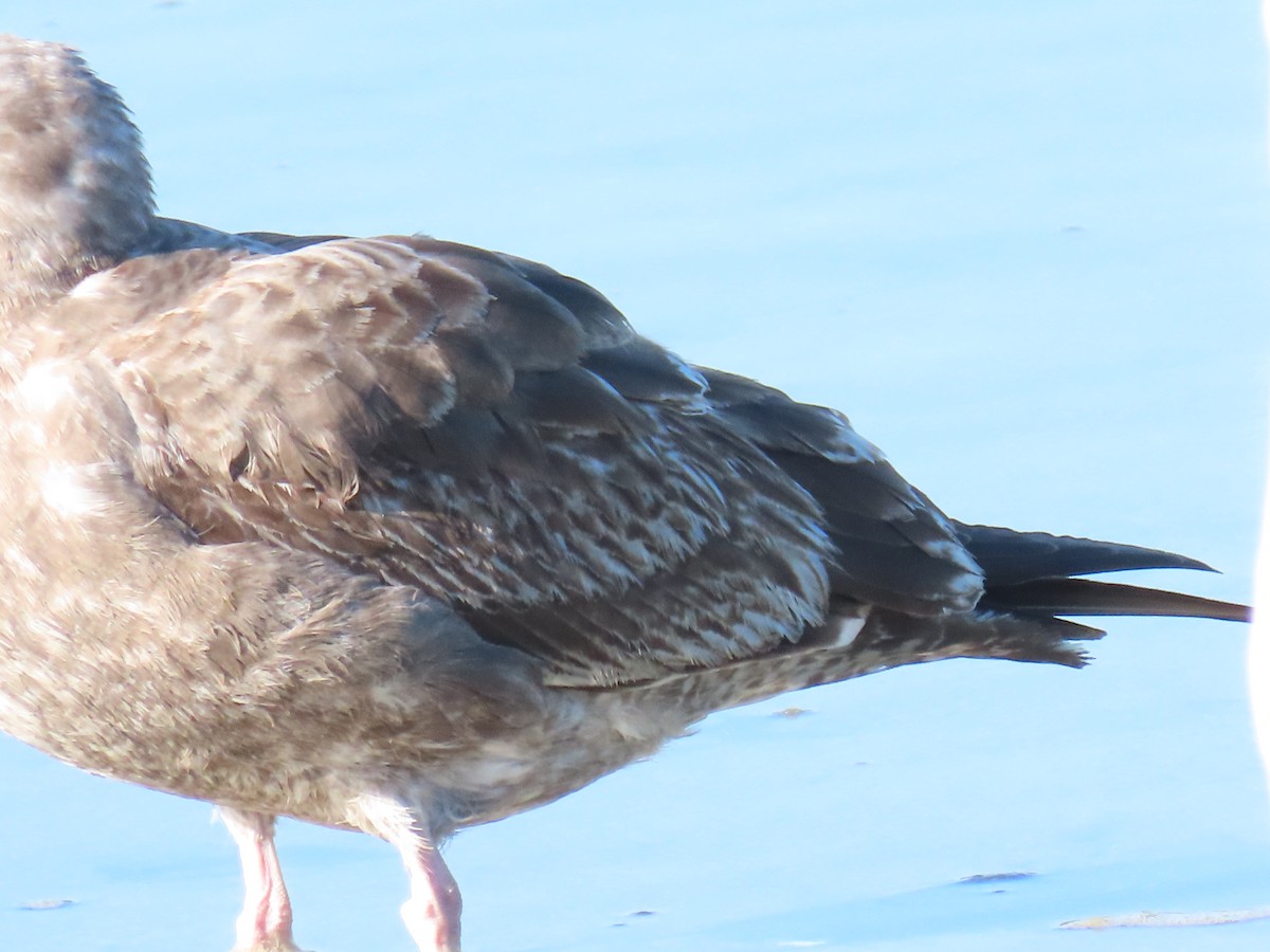 kaliforniasvartbak - ML646615473