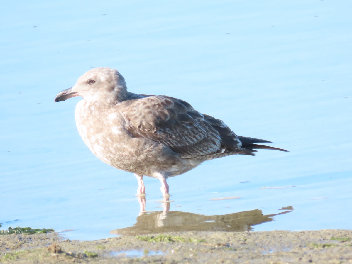 kaliforniasvartbak - ML646615474