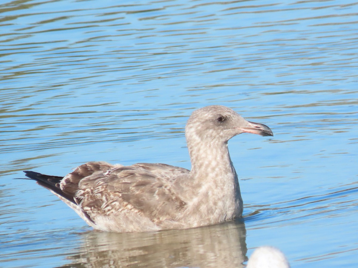 kaliforniasvartbak - ML646615475