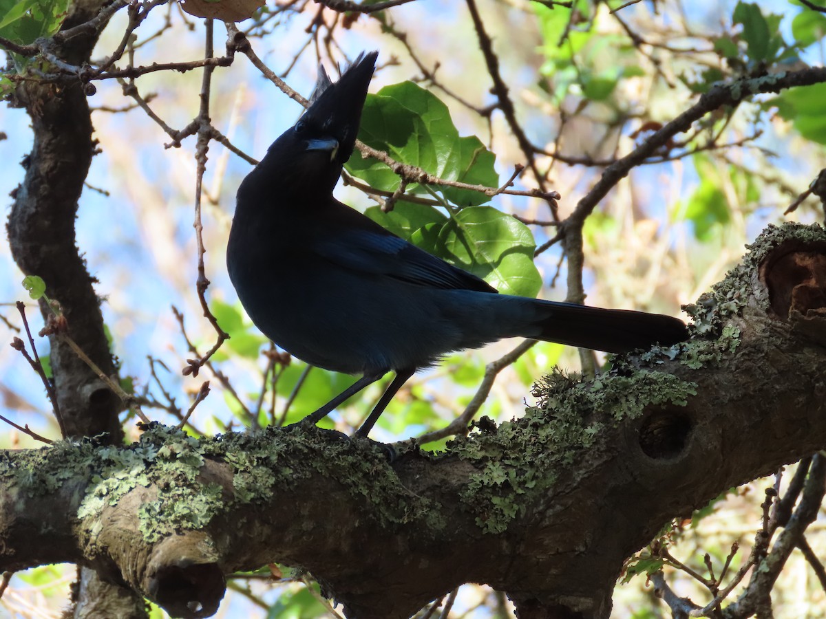 sojka Stellerova - ML646615476