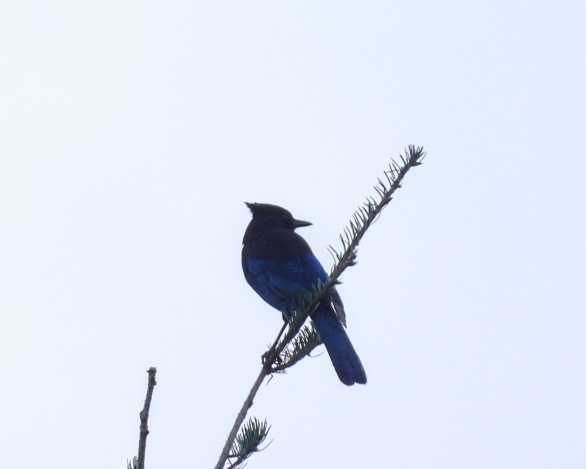 Сизойка чорноголова - ML646615487