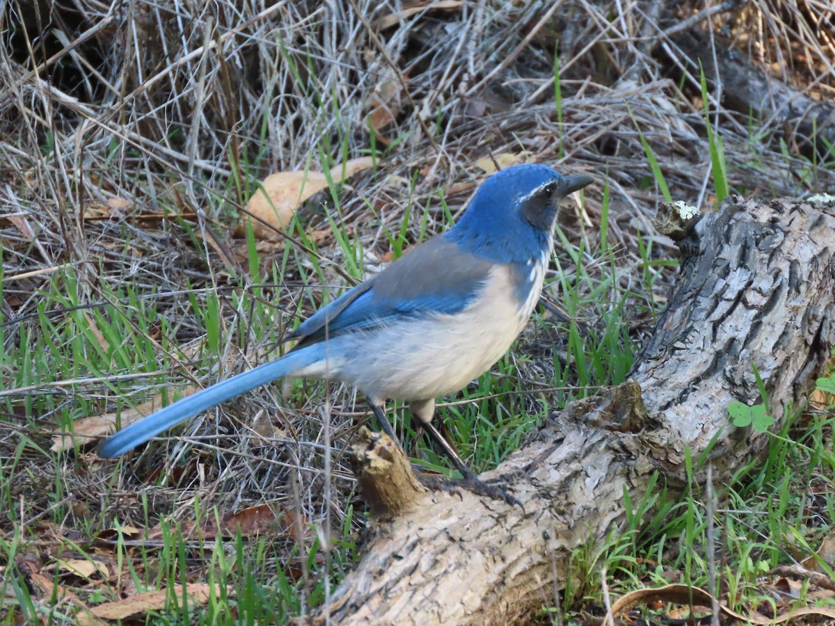 sojka západní - ML646615489