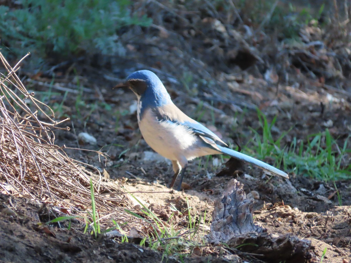 sojka západní - ML646615490