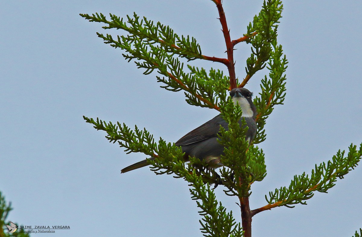 Diuca Finch - ML646615497