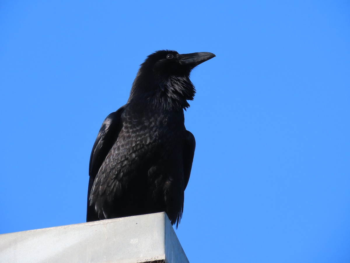 krkavec velký - ML646615498