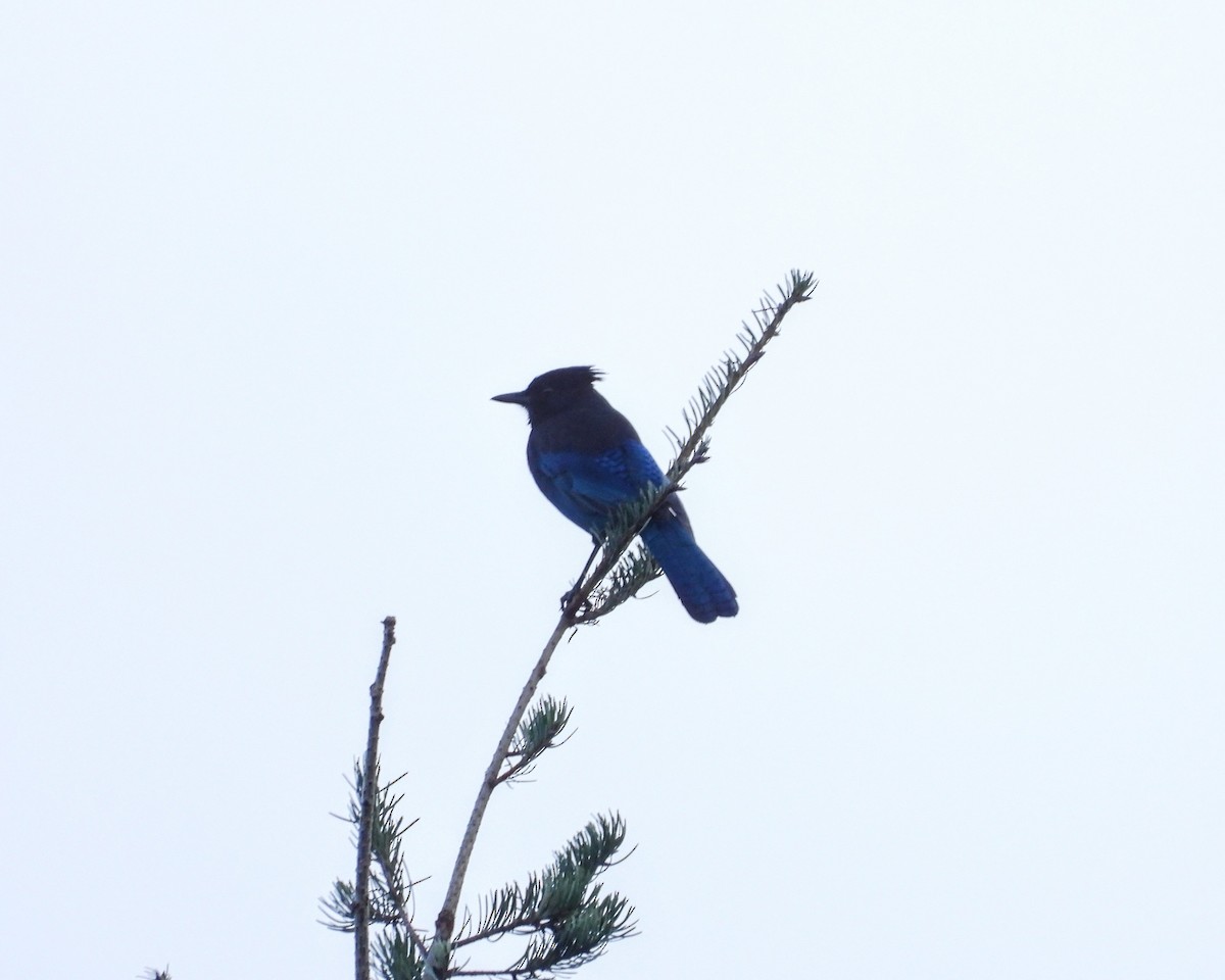 Сизойка чорноголова - ML646615499