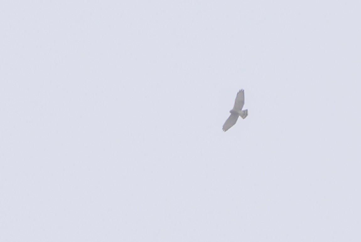 Broad-winged Hawk - ML646615501