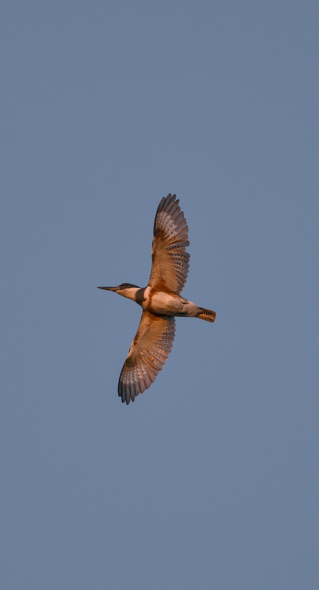 Belted Kingfisher - ML646615504