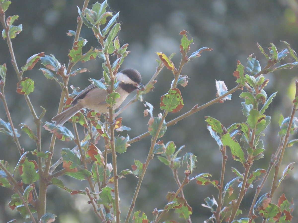 sýkora hnědohřbetá - ML646615505