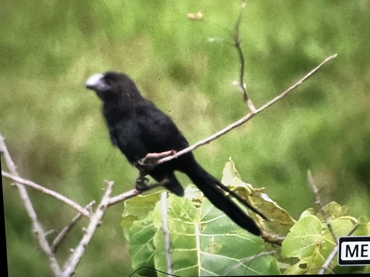 Ані товстодзьобий - ML646615506