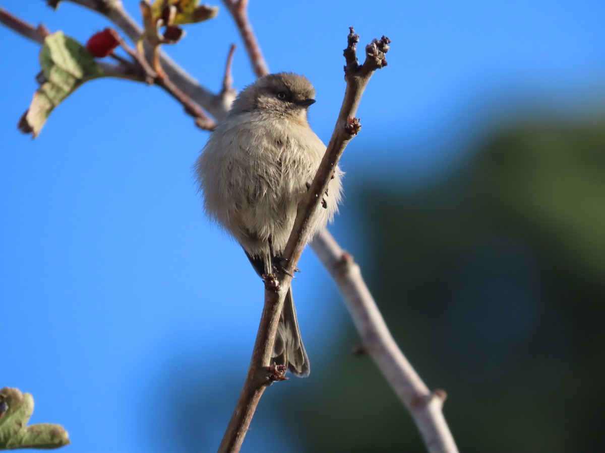 mlynařík americký - ML646615507