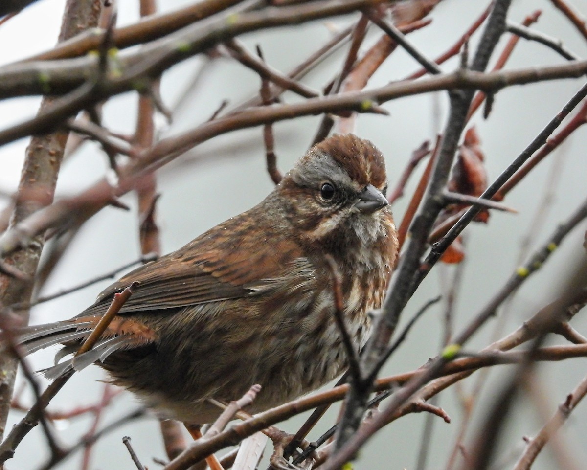 Пасовка співоча - ML646615509
