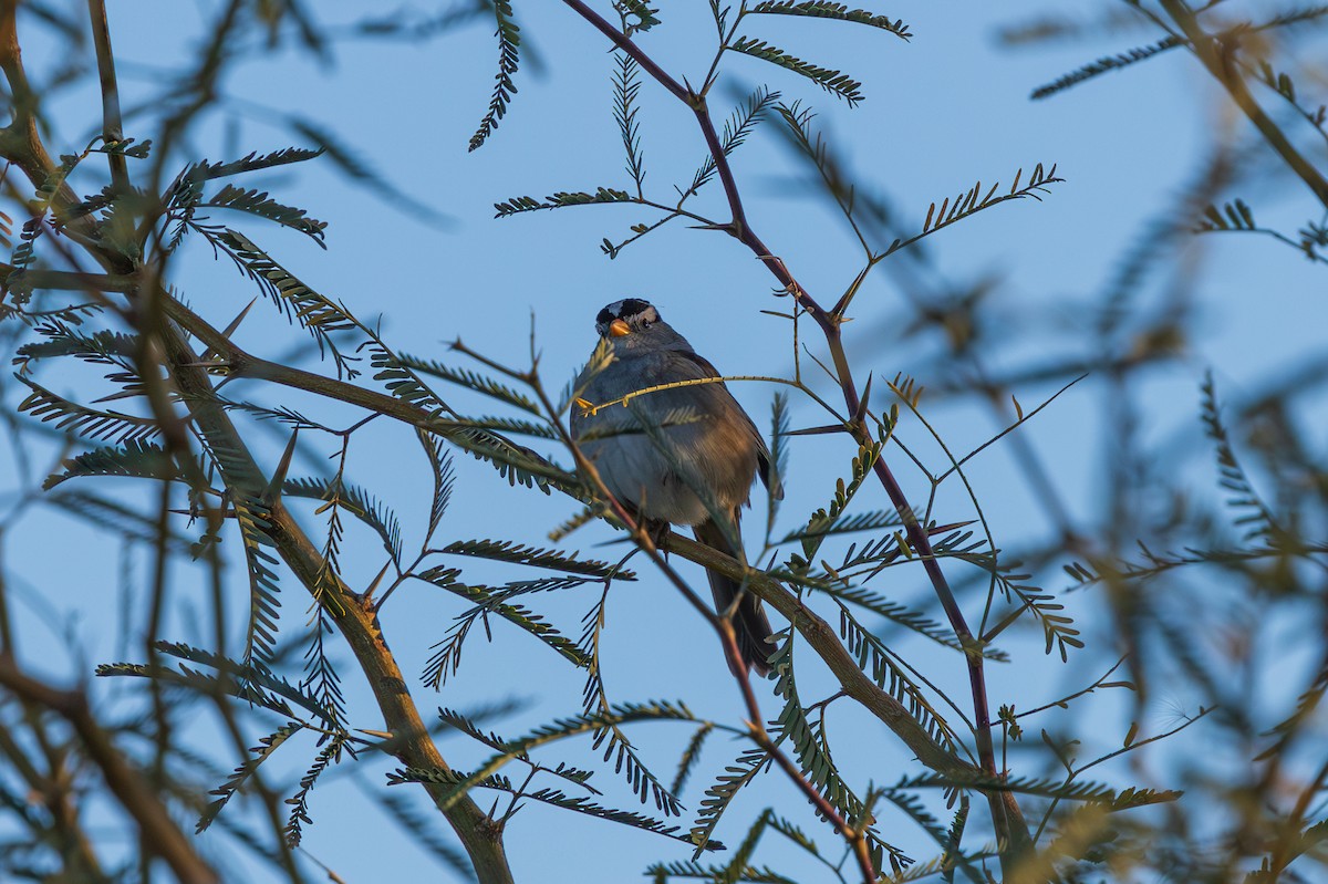 White-crowned Sparrow - ML646615511