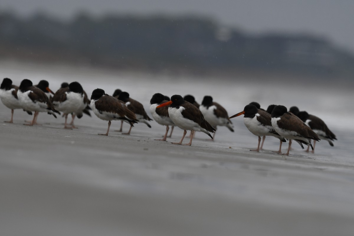 שלצדף אמריקני - ML646615519