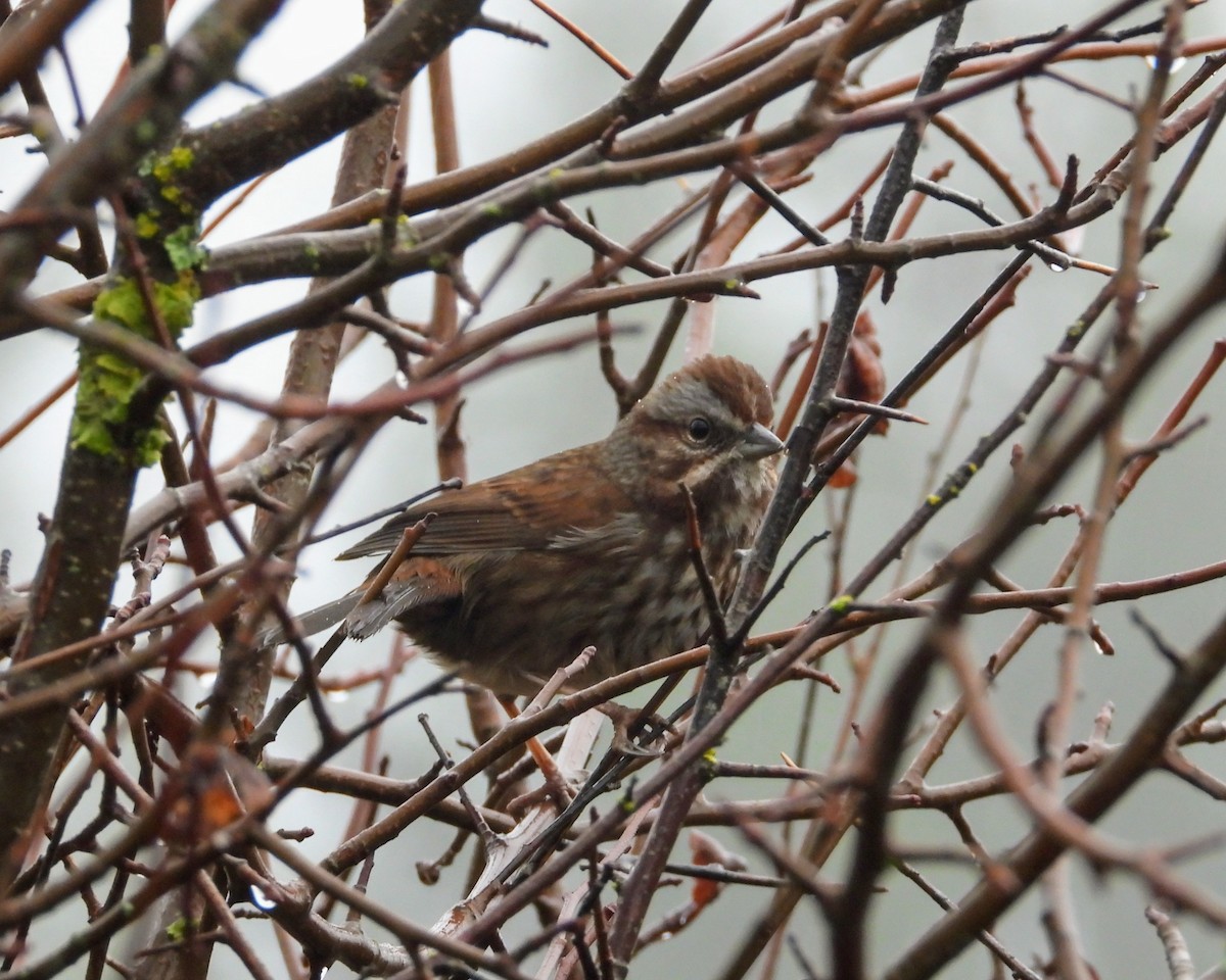 Пасовка співоча - ML646615521