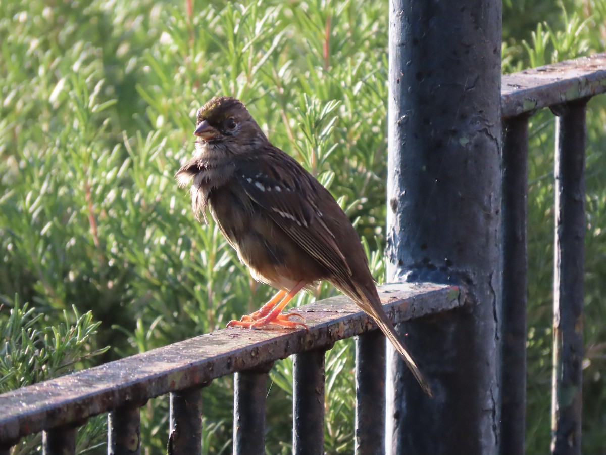 Golden-crowned Sparrow - ML646615522