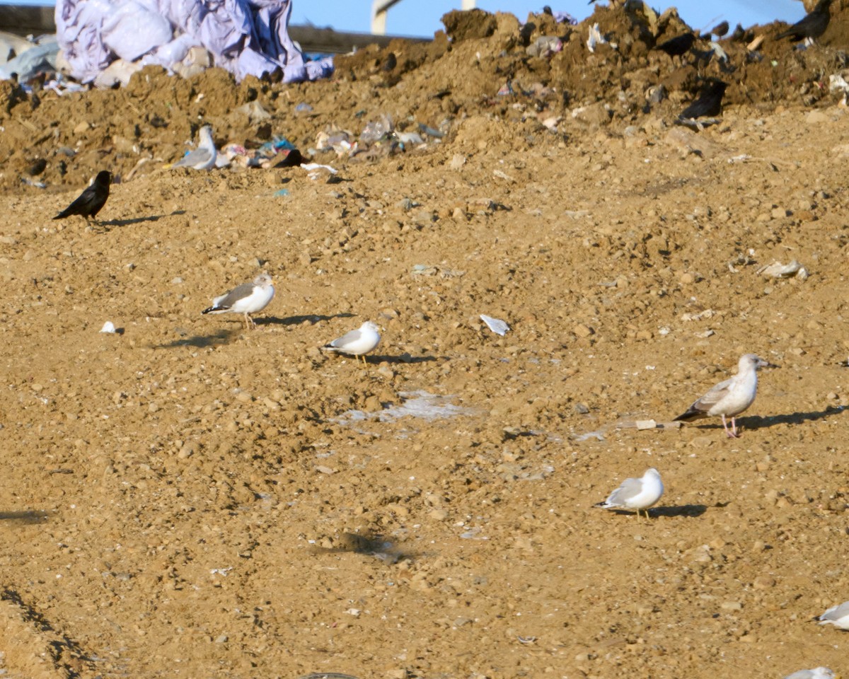 Мартин чорнокрилий - ML646615524