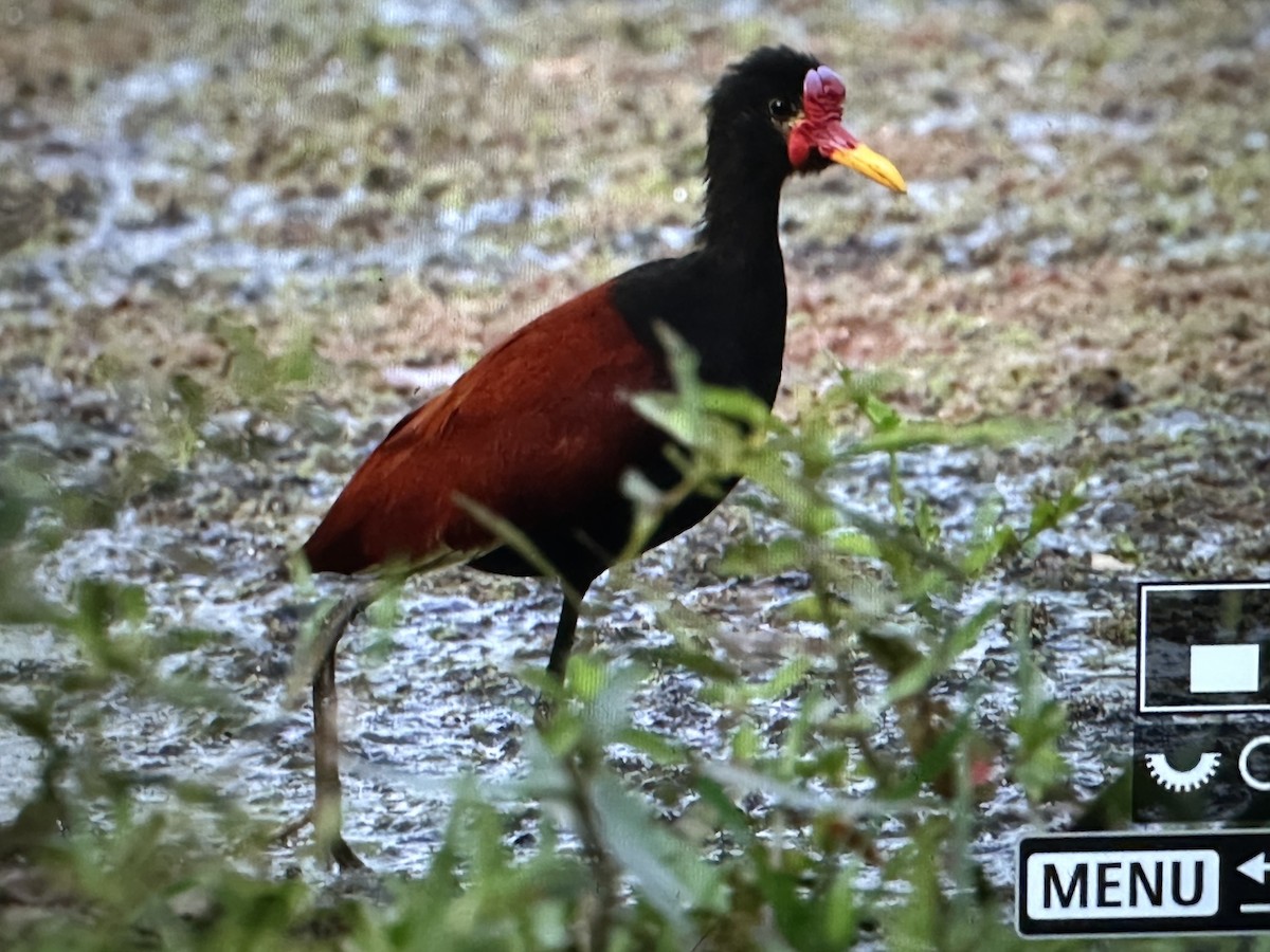 Wattled Jacana - ML646615525