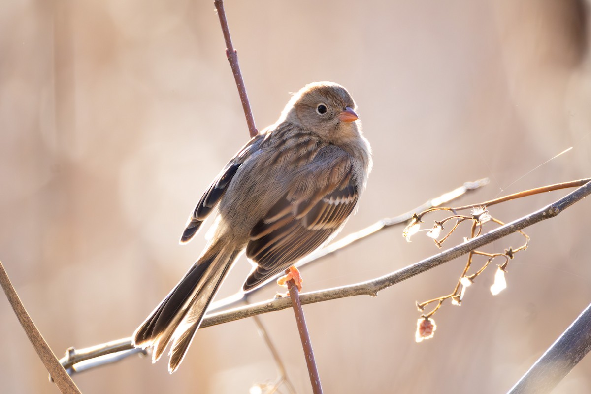 Field Sparrow - ML646615527