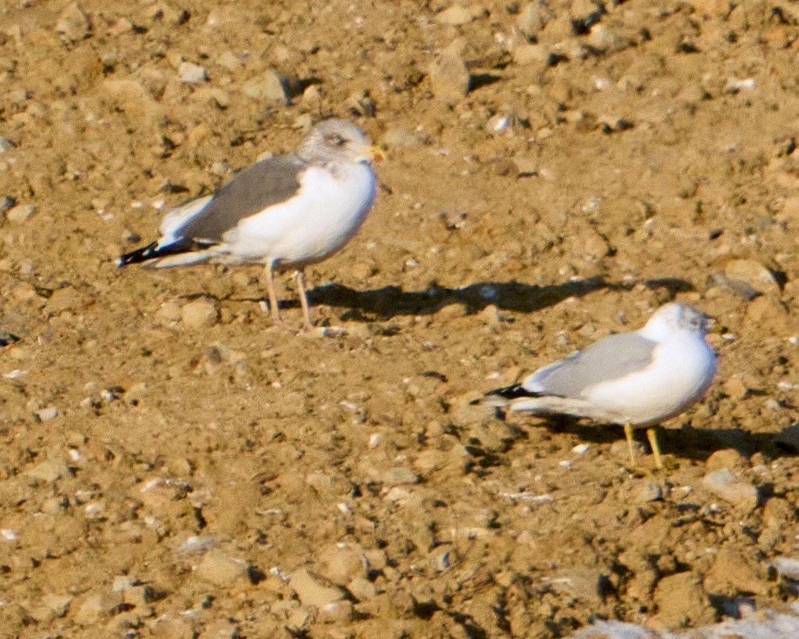 Мартин чорнокрилий - ML646615528