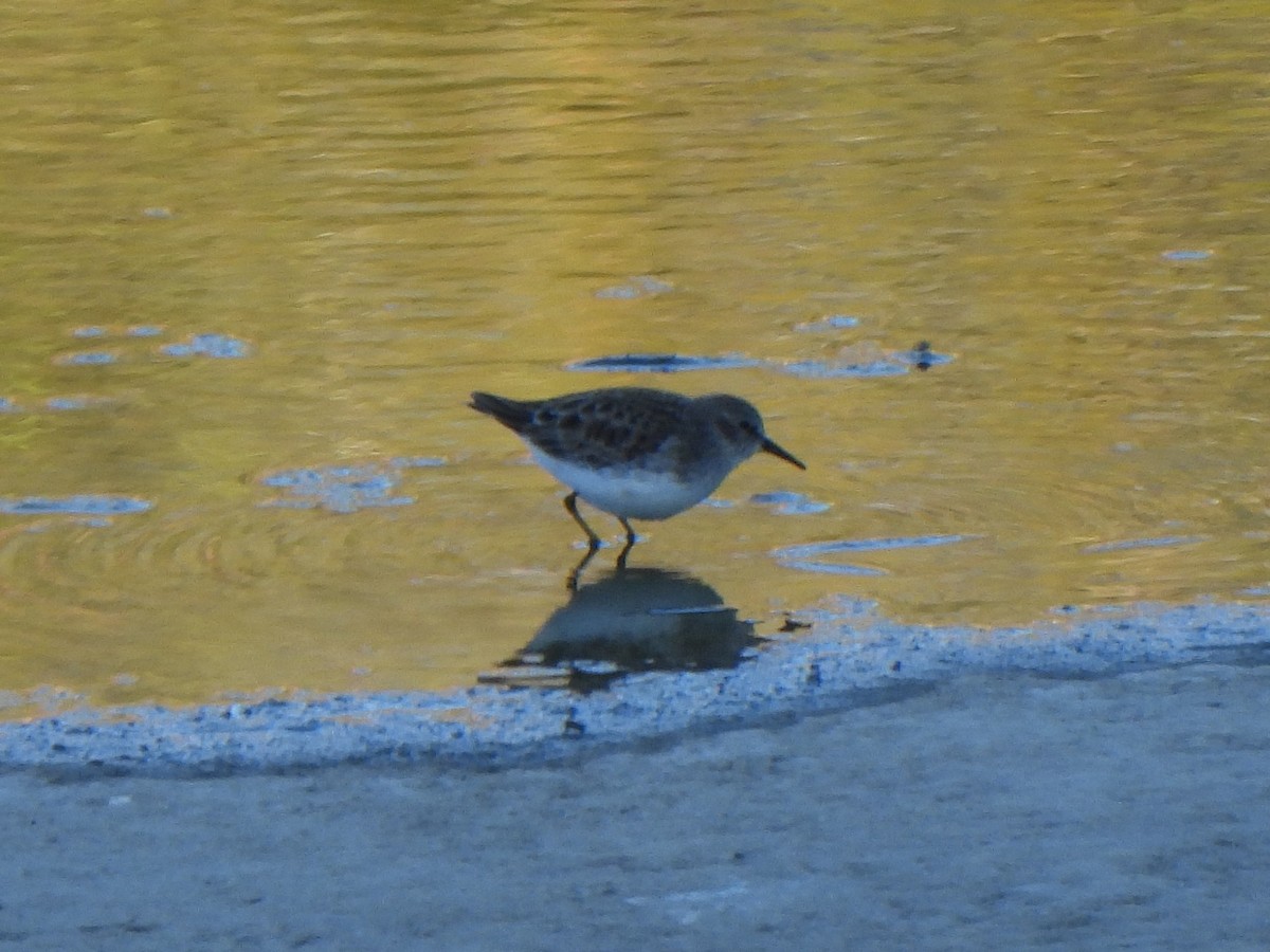 jespák drobný - ML646615529