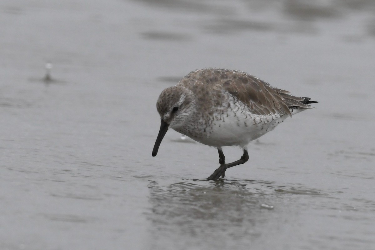 jespák rezavý - ML646615530