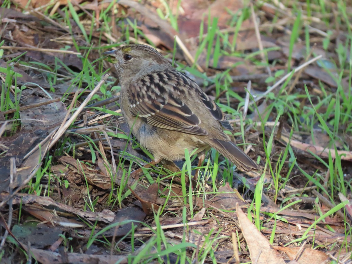 Golden-crowned Sparrow - ML646615531